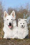 BERGER BLANC SUISSE - ADULTS ET PUPPIES 002